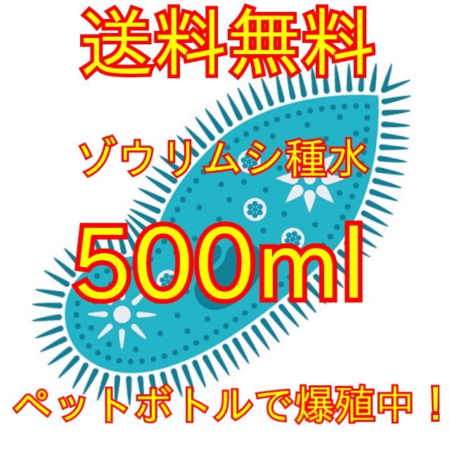 史上最強★絶対の自信あり★密度が違います★簡単培養ゾウリムシ500ml★ペットボトルで爆殖中★ビーシュリンプの餌に★生クロレラも出品中_画像1