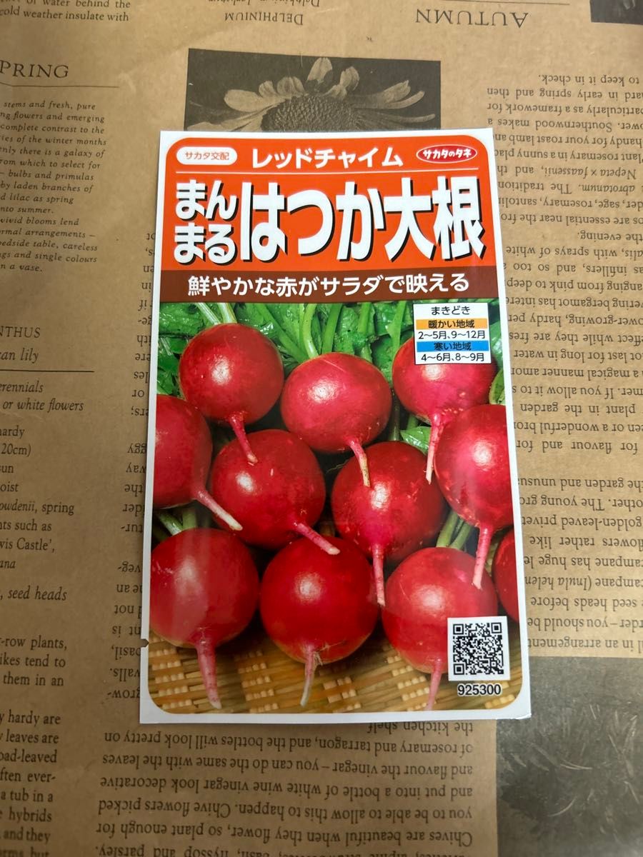 まんまるはつか大根　レッドチャイム　種　サカタのタネ