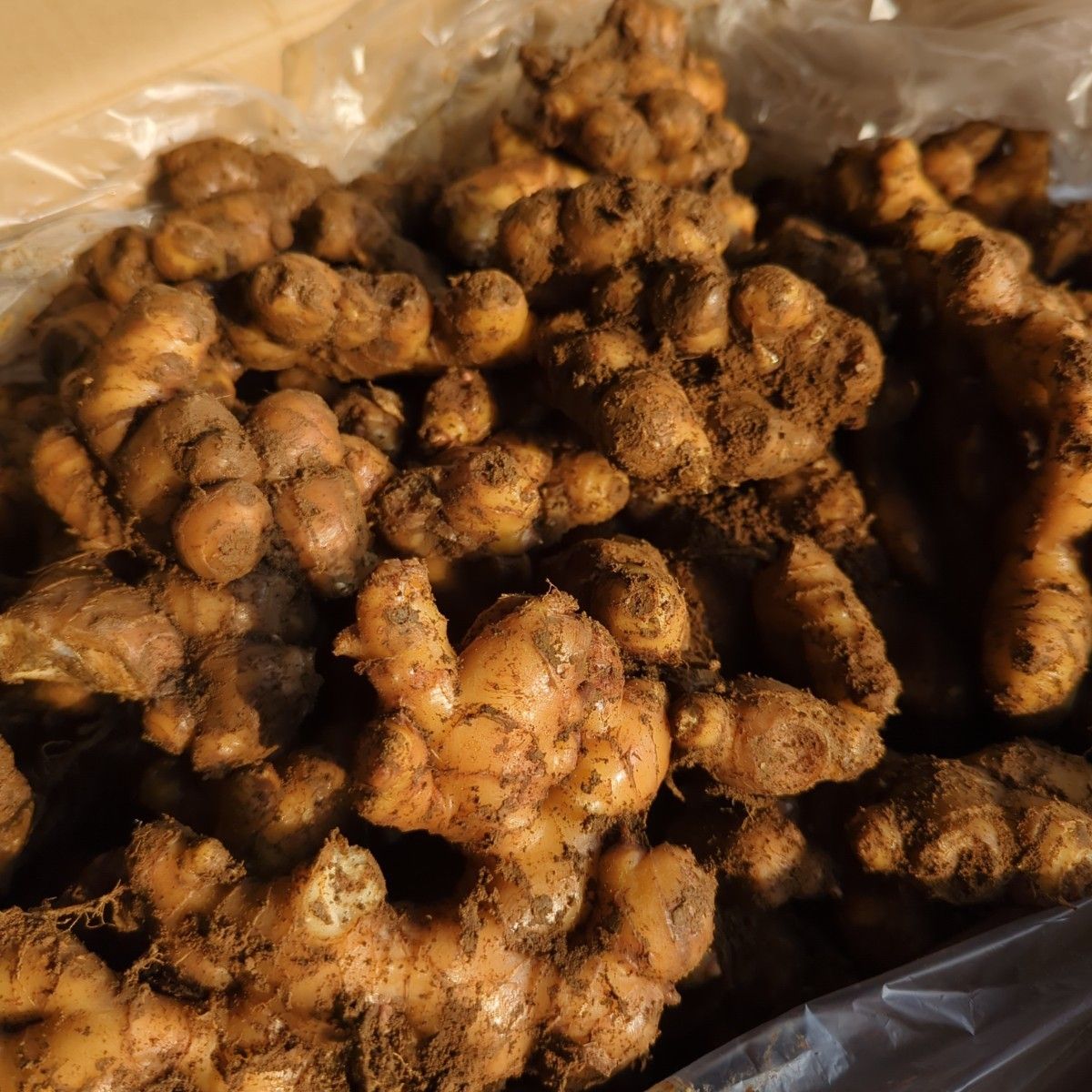 千葉県産 三州生姜 種生姜 10kg 小生姜|Yahoo!フリマ(旧PayPay 千葉県産 三州生姜 種生姜 10kg 小生姜|Yahoo!フリマ(旧PayPay