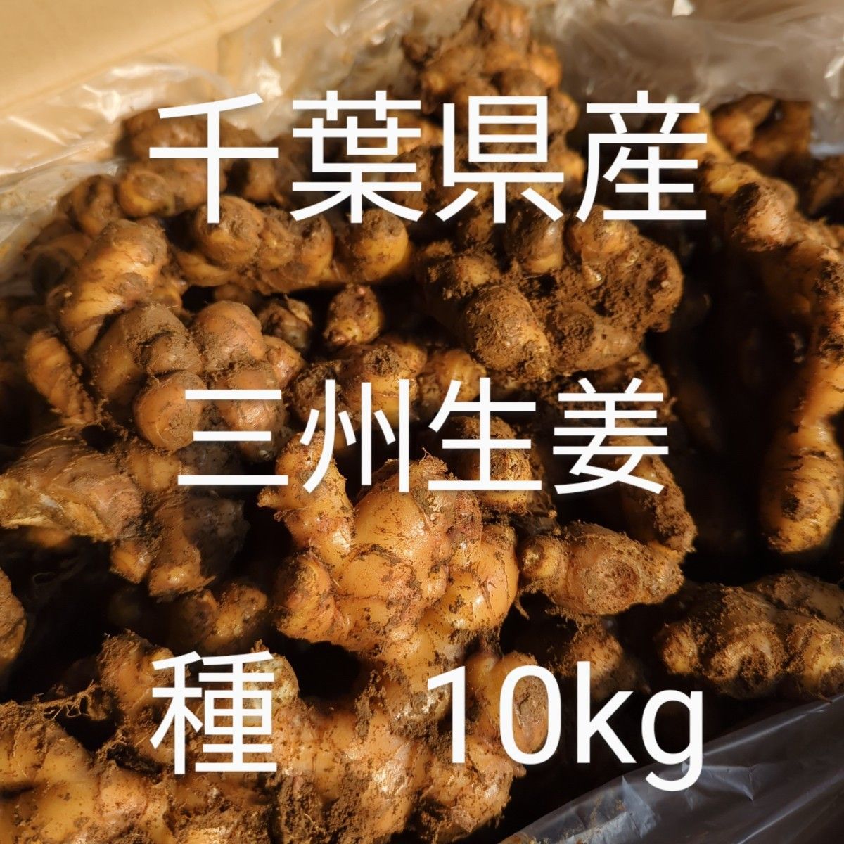 千葉県産 三州生姜 種生姜 10kg 小生姜|Yahoo!フリマ(旧PayPay 千葉県産 三州生姜 種生姜 10kg 小生姜|Yahoo!フリマ(旧PayPay
