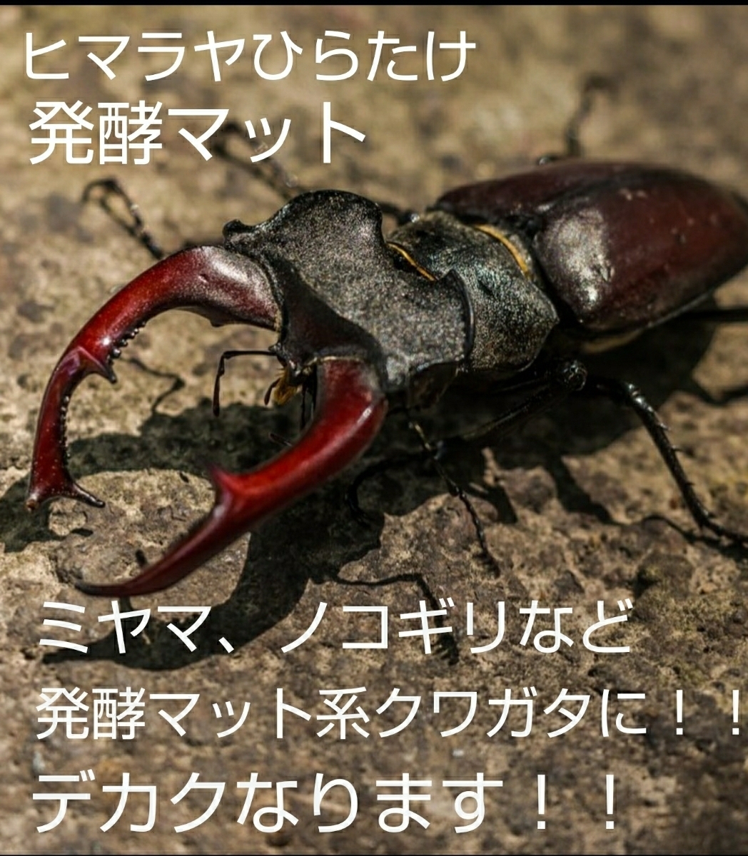  Miyama stag beetle . Prosopocoilus inclinatus . big size becomes!himalaya common .. departure . mat! nutrition cost eminent! larva. bait, production egg mat also highest!