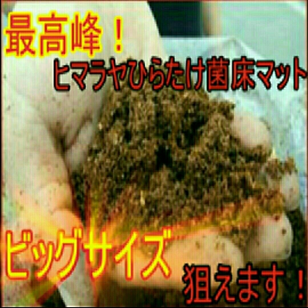  Miyama stag beetle . Prosopocoilus inclinatus . big size becomes!himalaya common .. departure . mat! nutrition cost eminent! larva. bait, production egg mat also highest!