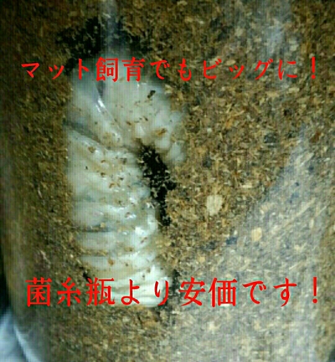  Miyama stag beetle . Prosopocoilus inclinatus . big size becomes!himalaya common .. departure . mat! nutrition cost eminent! larva. bait, production egg mat also highest!