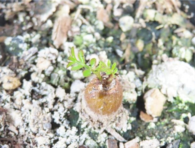 2303 「根挿株」オペルクリカリア パキプス【発根株・Operculicarya pachypus・塊根植物・葉落ちします】の画像2