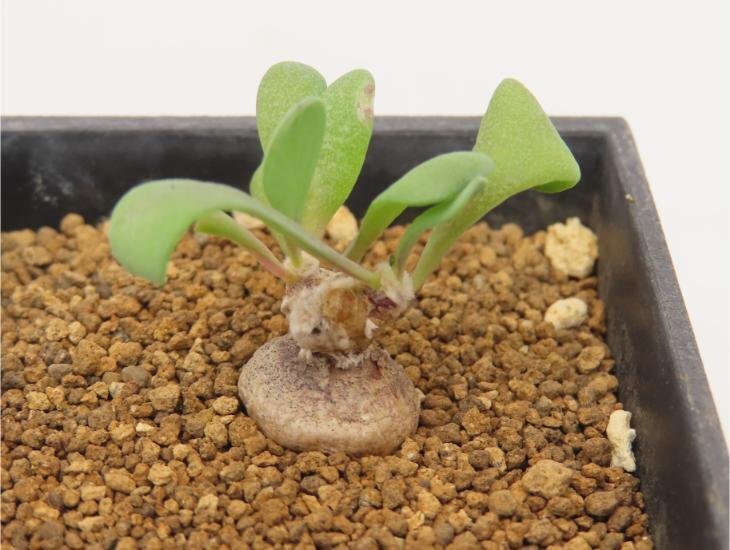 4630 「塊根植物」オトンナ ピグマエア 実生 植え【発根未確認・多肉植物・ Othonna pygmaea】の画像4