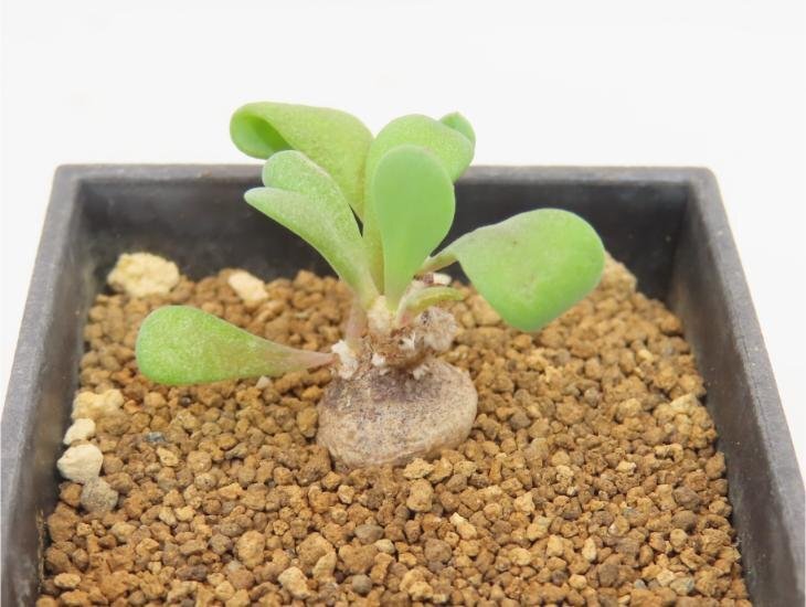 4630 「塊根植物」オトンナ ピグマエア 実生 植え【発根未確認・多肉植物・ Othonna pygmaea】の画像1