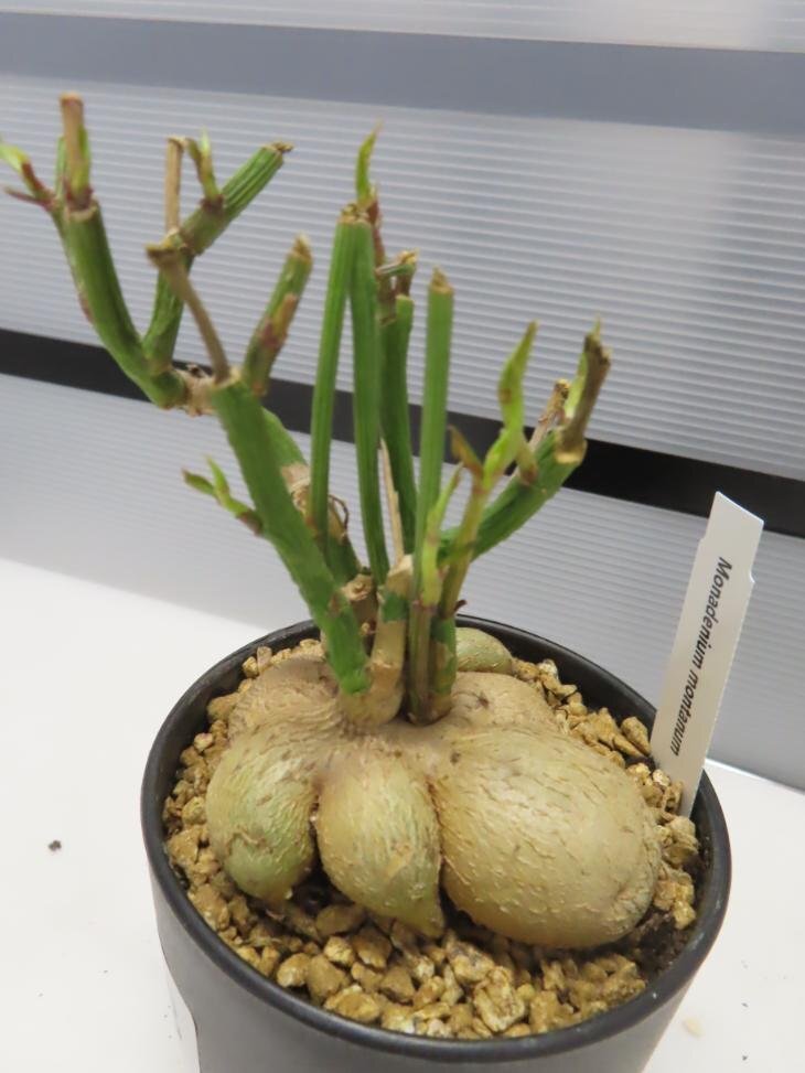 2948 「多肉植物I】モナデニウム モンタナム 植え【・発根・Monadenium montanum】_画像1