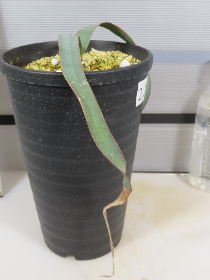 2251 「裸子植物」ウェルウィッチア ミラビリス 植え【発根・奇想天外・Welwitschia mirabilis】の画像7