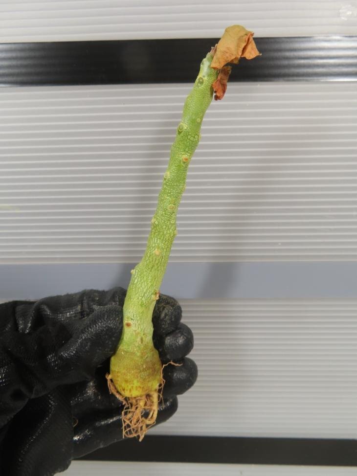 2653 「塊根植物」ドルステニア ギプソフィラ 抜き苗【実生・最新到着・Dorstenia gypsophila・多肉植物】の画像1