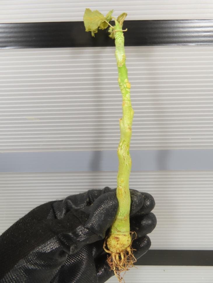 2663 「塊根植物」ドルステニア ギプソフィラ 抜き苗【実生・最新到着・Dorstenia gypsophila・多肉植物】の画像7