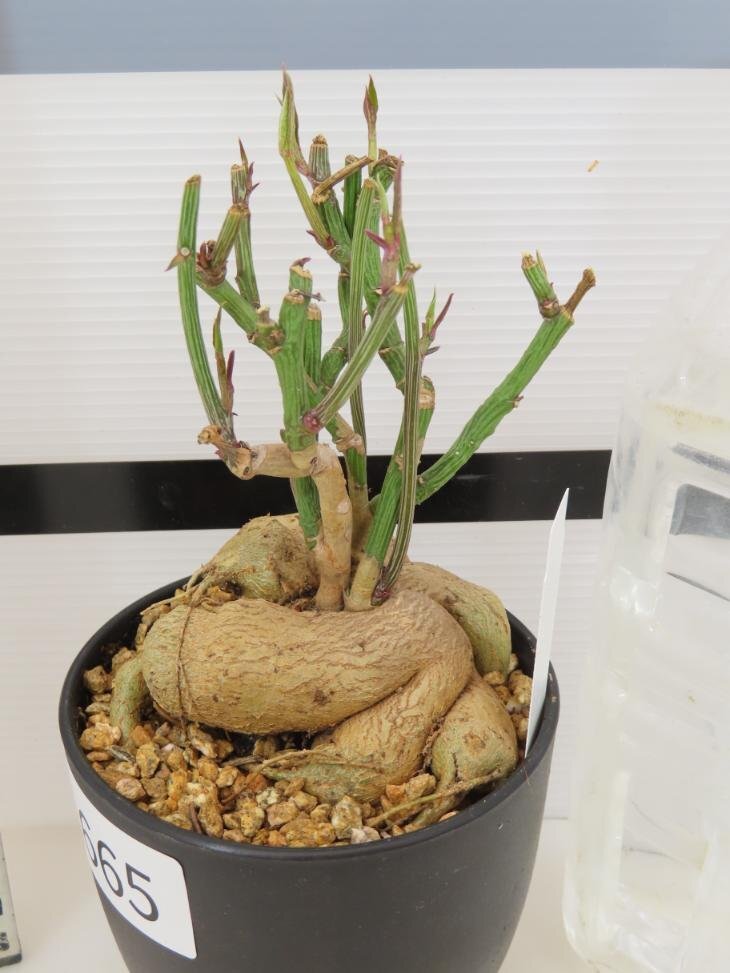 4665 「多肉植物I】モナデニウム モンタナム 植え【・発根・Monadenium montanum】_画像4