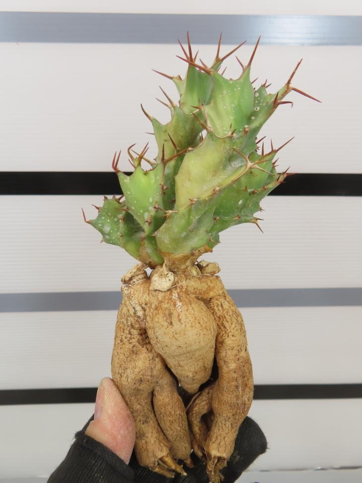 4248 「多肉植物」ユーフォルビア トルチラマ 抜き苗【最新到着・塊根植物・Euphorbia tortirama】の画像1