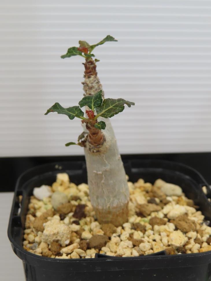 4614 「塊根植物」ボスウェリア ナナ 植え【発根・Boswellia nana・希少・多肉植物】の画像2