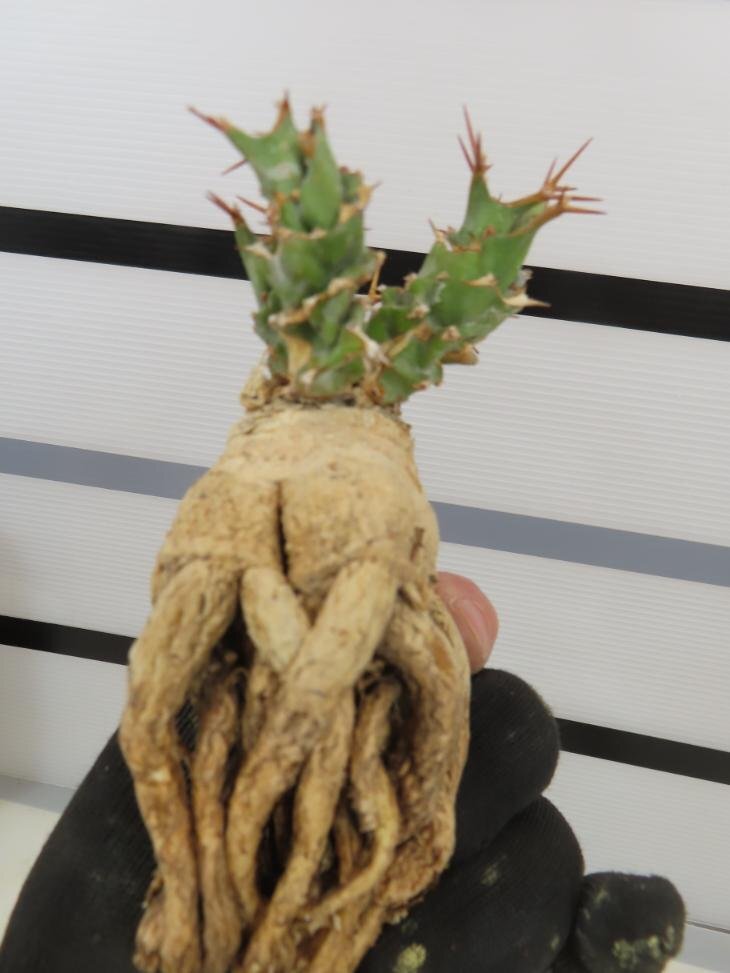 4250 「多肉植物」ユーフォルビア トルチラマ 抜き苗【最新到着・塊根植物・Euphorbia tortirama】_画像3