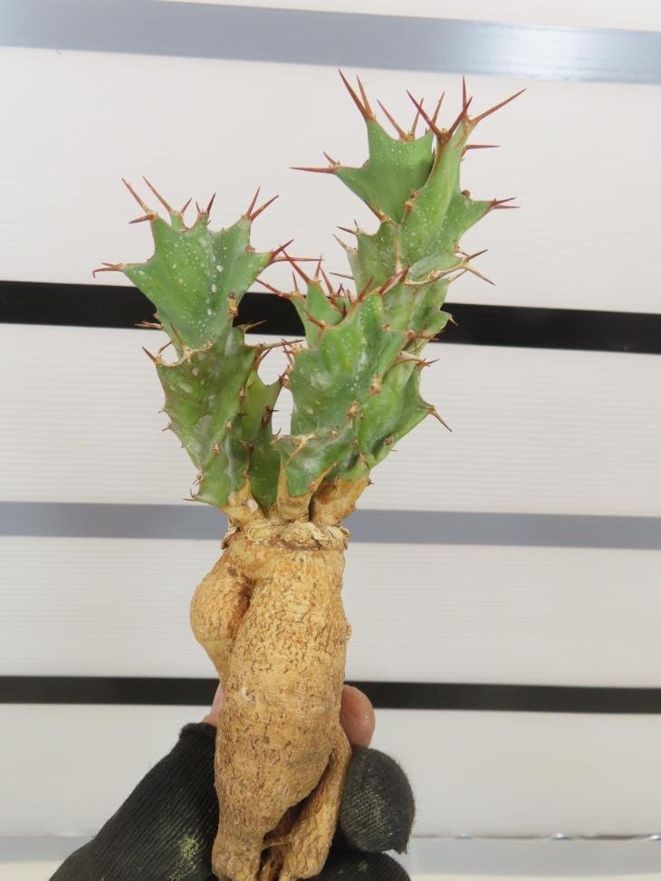 4248 「多肉植物」ユーフォルビア トルチラマ 抜き苗【最新到着・塊根植物・Euphorbia tortirama】の画像4