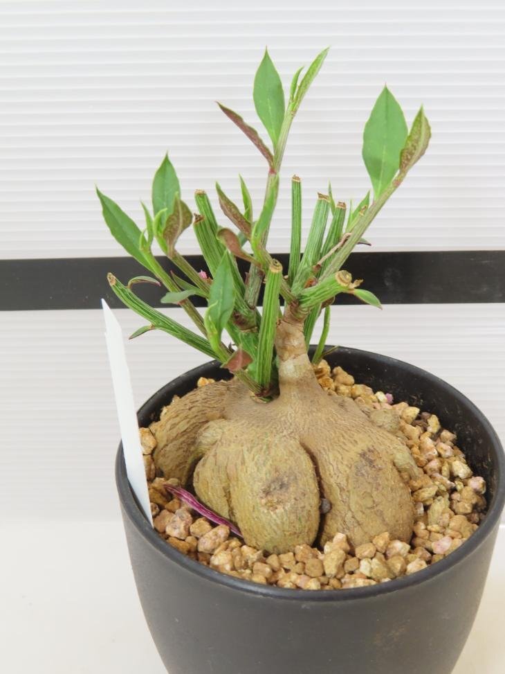 6993 「多肉植物I】モナデニウム モンタナム 植え【・発根・Monadenium montanum】_画像4