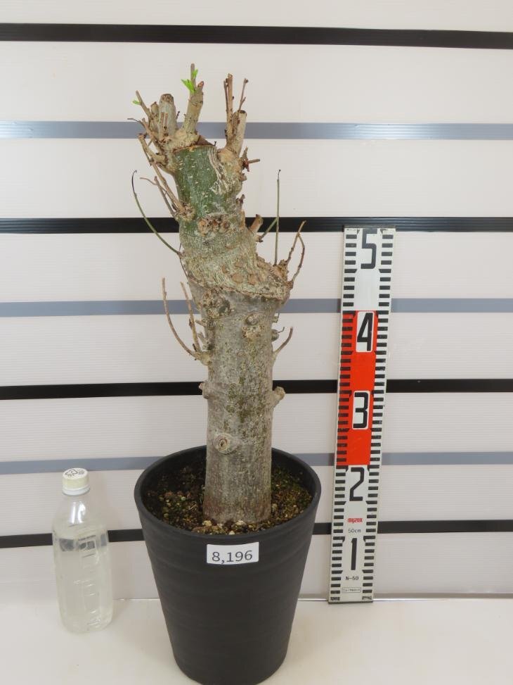 8196 「塊根植物」アダンソニア バオバブ 植え【発根未確認・芽吹き・adansonia】の画像1