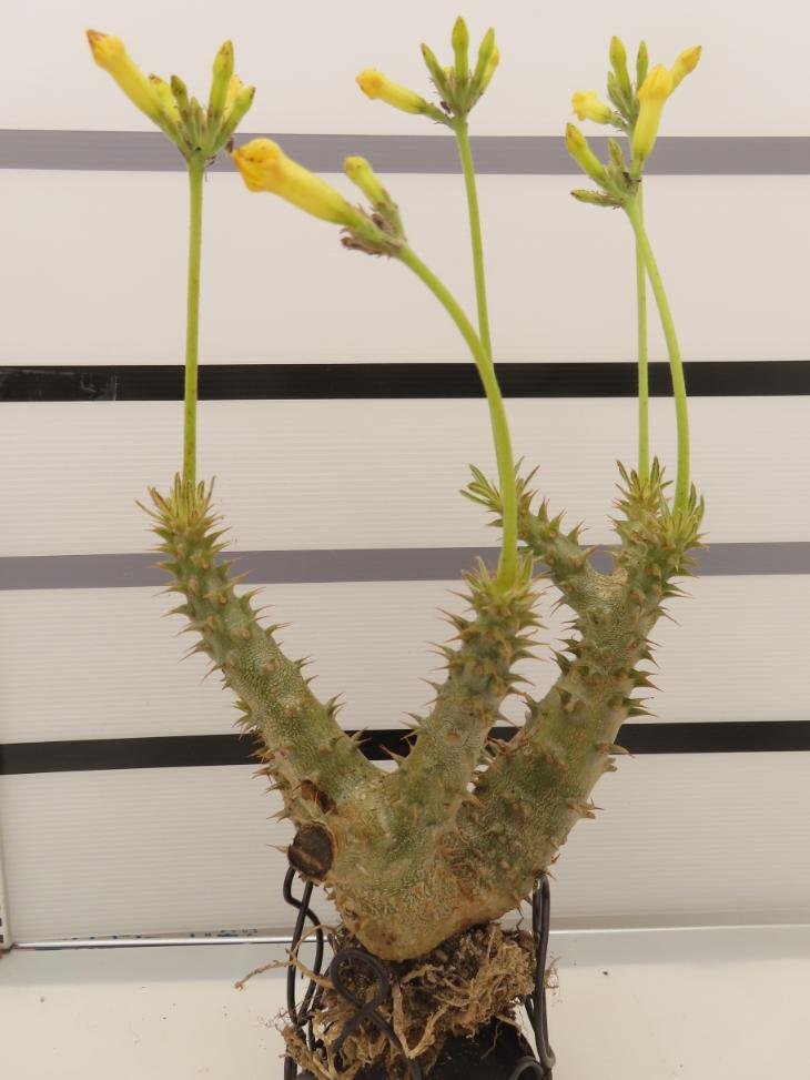 9095 「実生」パキポディウム マカイエンセ 抜き苗【種から発芽・畑に地植え株・Pachypodium makayense・塊根植物】の画像5