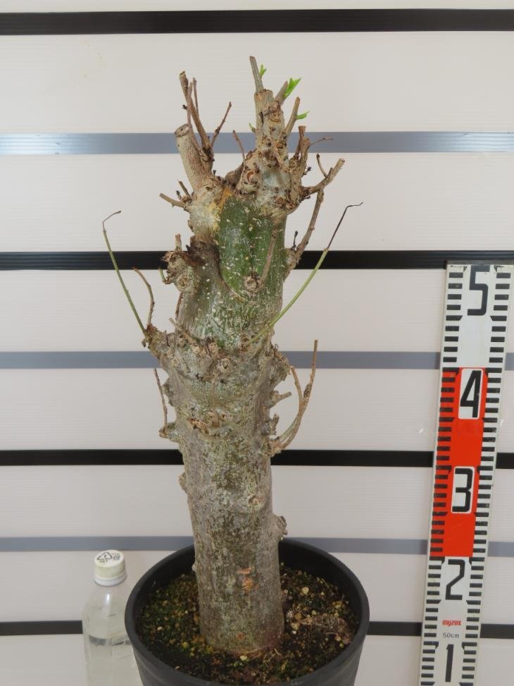 8196 「塊根植物」アダンソニア バオバブ 植え【発根未確認・芽吹き・adansonia】の画像4