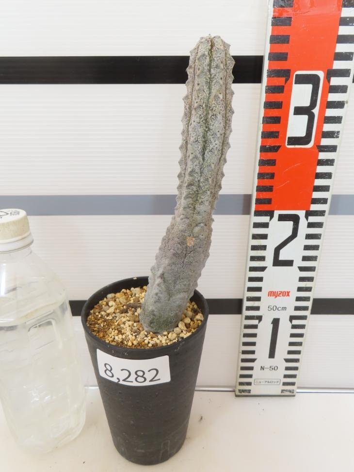 8282 「多肉植物Q」ユーフォルビア アブデルクリ 植え【接ぎ木・Euphorbia abdelkuri・発根】_画像1