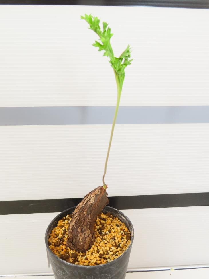 4044 「塊根植物」ペラルゴニウム SP ノヴァ 植え【発根未確認・Pelargonium sp.nova・多肉植物】の画像5