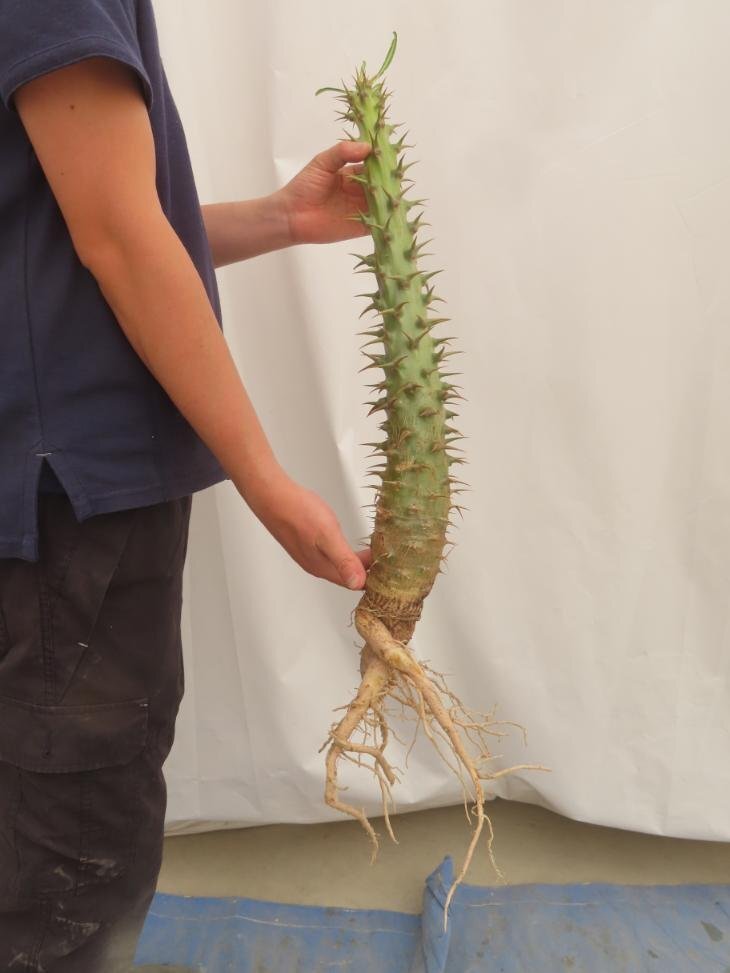 4350 「実生」パキポディウム アンボンゲンセ 大 抜き苗【種から発芽・畑に地植え株・Pachypodium・葉落ちします・】の画像5