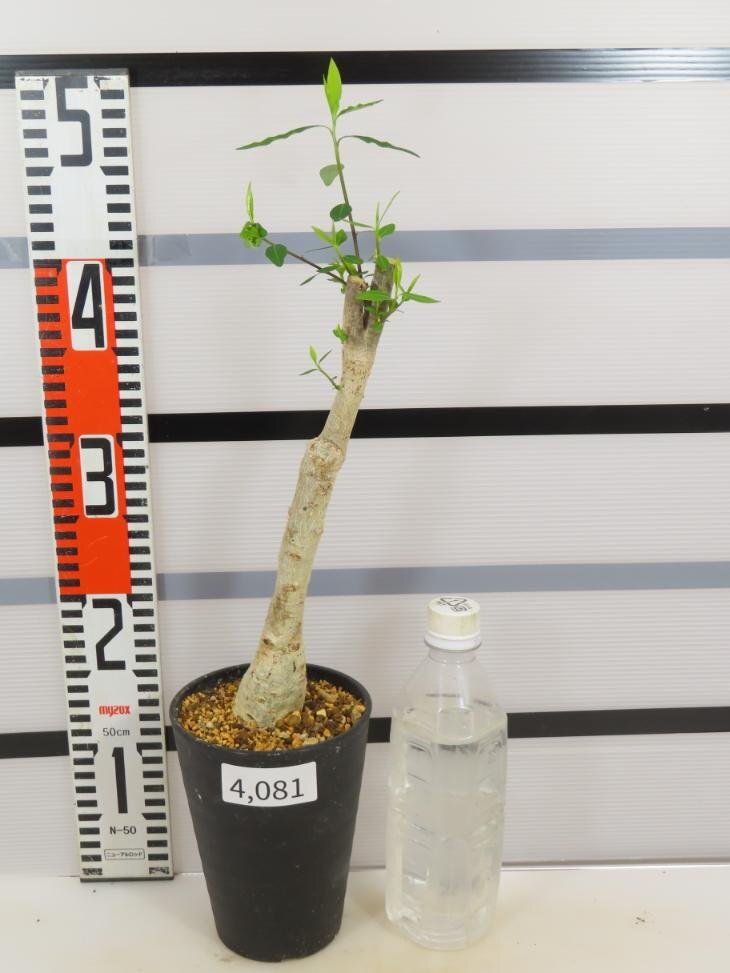 4081 「塊根植物」ユーフォルビア マハボボケンシス大 植え【多肉植物・発根未確認・Euphorbia mahabobokensis】の画像1