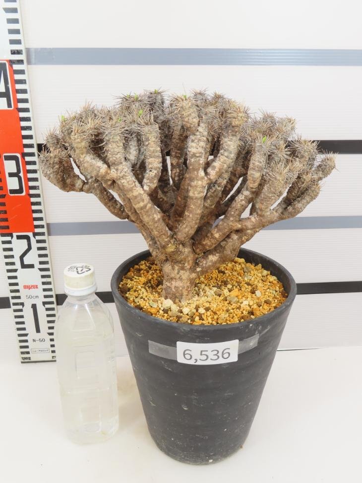 6536 「多肉植物」ユーフォルビア ギラウミニアナ 植え【発根未確認・Euphorbia guillauminiana・発芽開始】_画像1