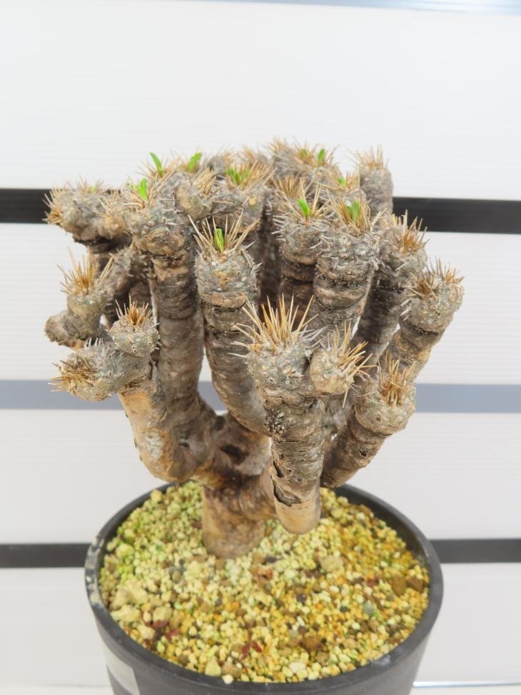 6534 「多肉植物」ユーフォルビア ギラウミニアナ 植え【発根未確認・Euphorbia guillauminiana・発芽開始】の画像4