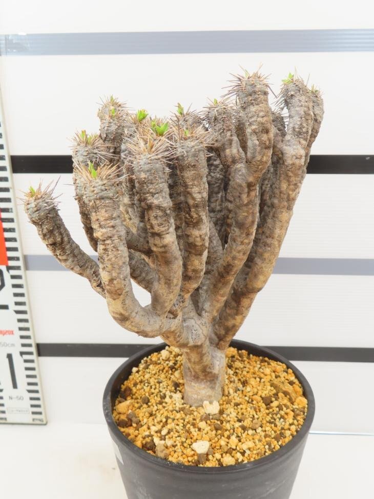 6532 「多肉植物」ユーフォルビア ギラウミニアナ 植え【発根未確認・Euphorbia guillauminiana・発芽開始】の画像5
