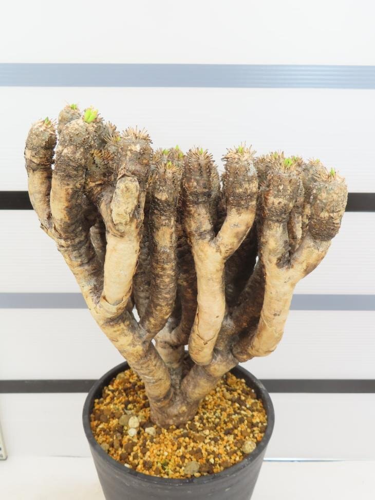 6537 「多肉植物」ユーフォルビア ギラウミニアナ 植え【発根未確認・Euphorbia guillauminiana・発芽開始】_画像4