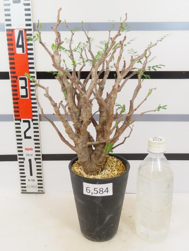 6584 「塊根植物」センナ メリディオナリス 中 植え【発根未確認・Senna meridionalis・マダガスカル・芽吹き】の画像1