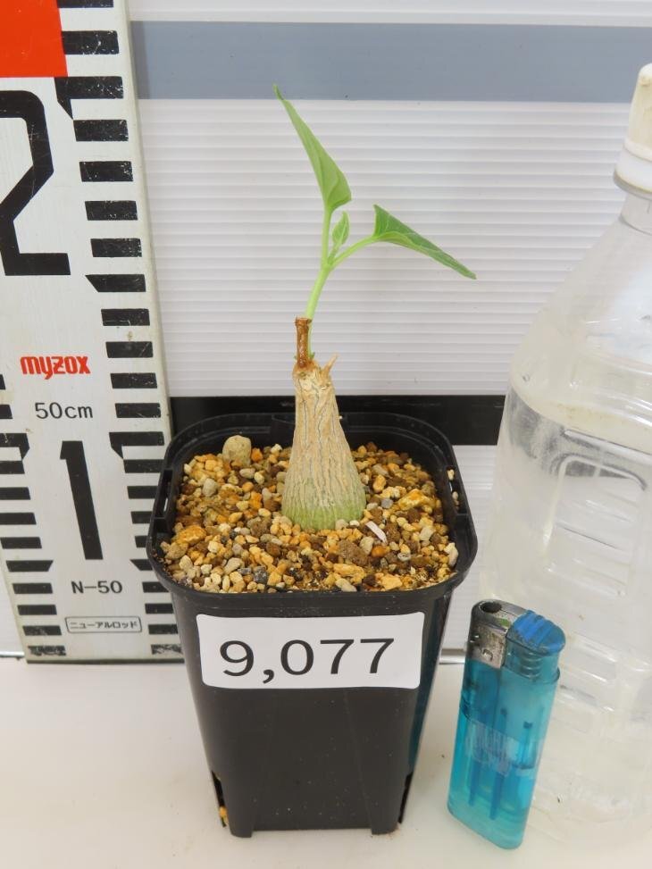 9077 「実生」マテレア シクロフィラ 植え【発根開始・Matelea cyclophylla・多肉植物・Gonolobus cyclophyllus】の画像3