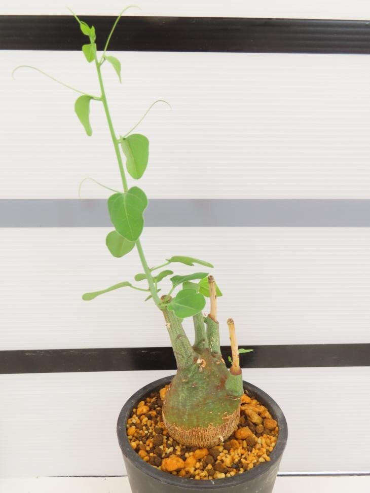 9055 「塊根植物」アデニア スピノーサ 植え【発根未確認・Adenia spinosa・多肉植物・丸株】_画像1