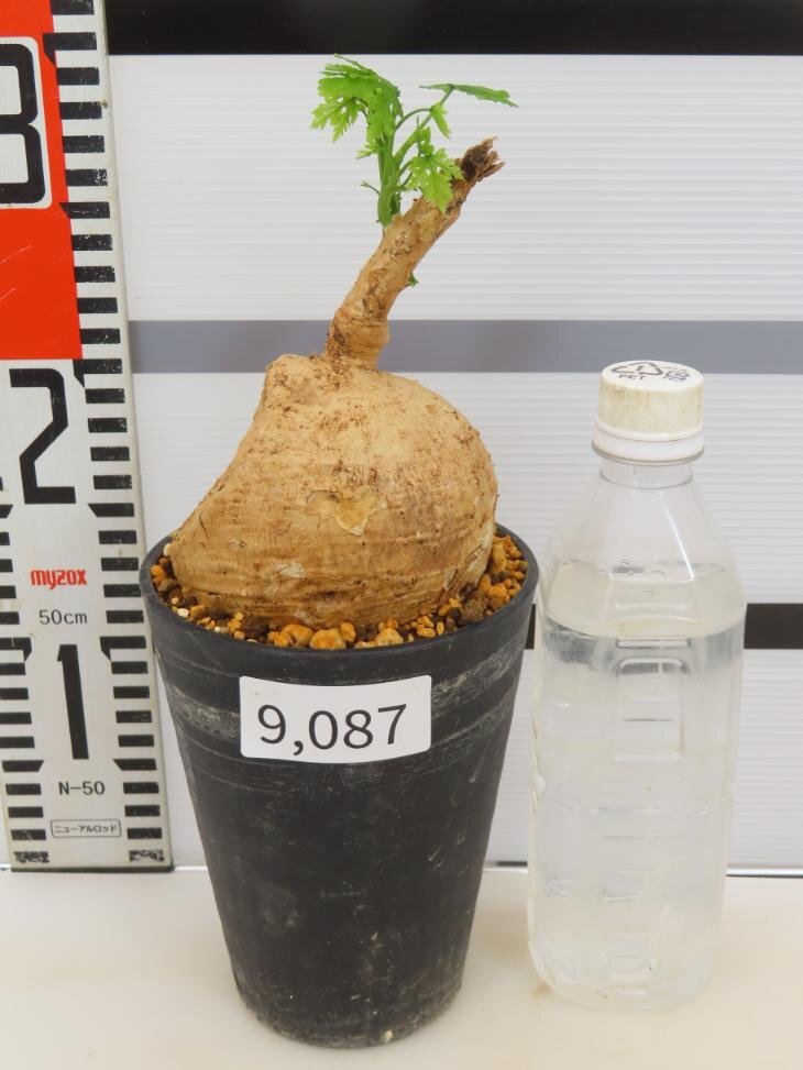 9087 「塊根植物」アデニア ペリエリ 大 植え【発根未確認・多肉植物・Adenia perrieri・空洞アリ】の画像5