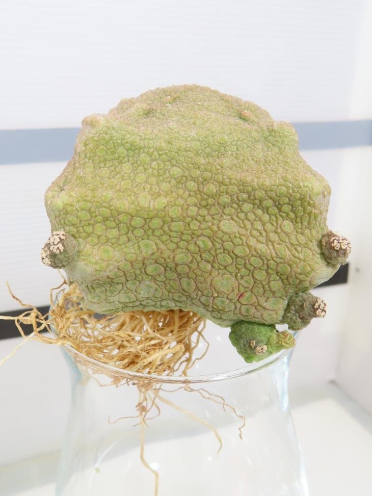 2252 「多肉植物」プセウドリトス クビフォルメ 抜き苗【最新到着・美株・紋様・Pseudolithos cubiforme・クビフォルミス】の画像5