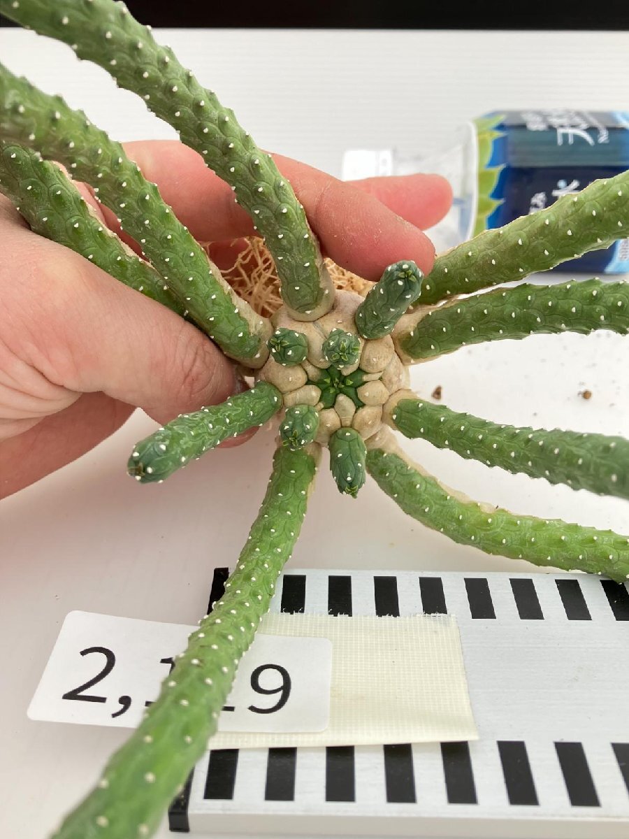 2119 「実生」ユーフォルビア イネルミス 抜き苗【塊根植物・Euphorbia inermis・地植え株】_画像4