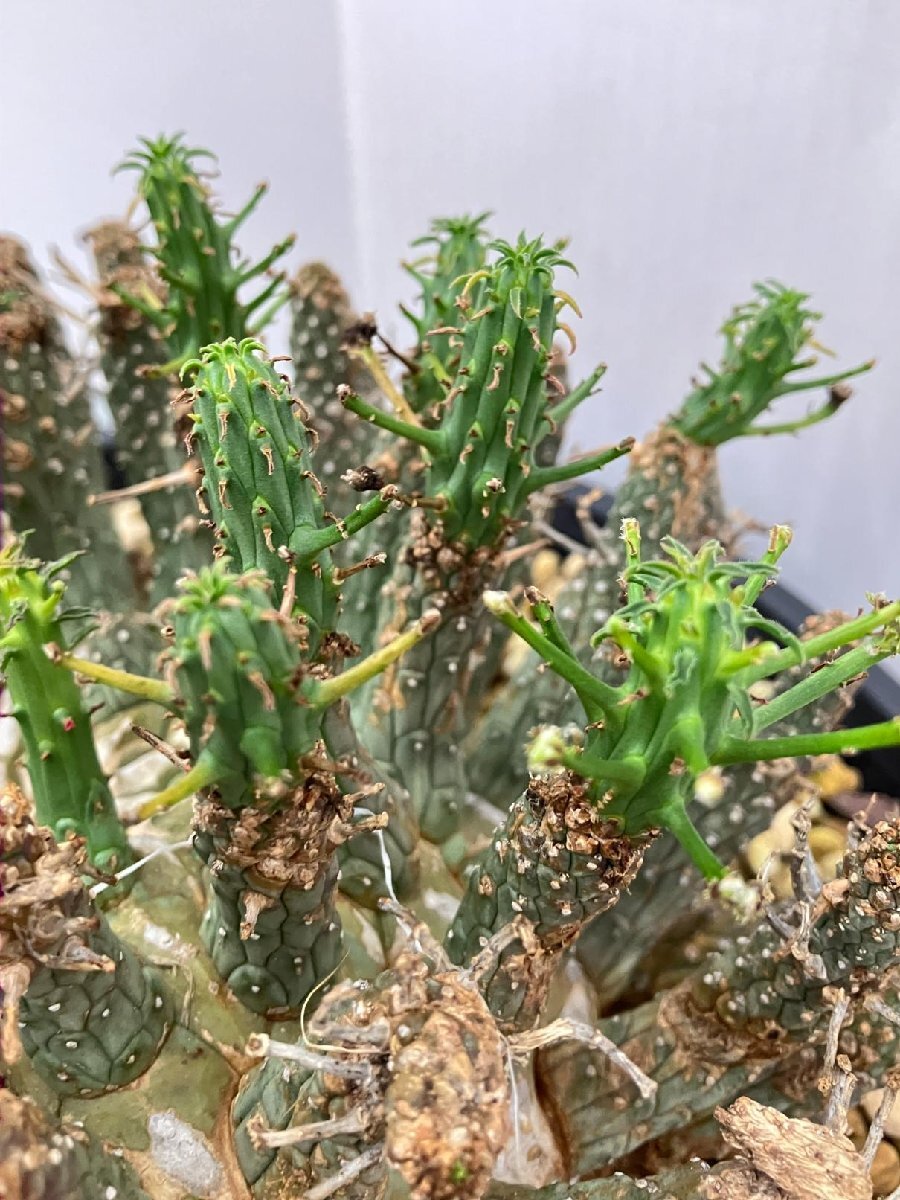 2391 「多肉植物」ユーフォルビア フスカXL 植え【発根確認済み・塊根植物・Euphorbia fusca・蛮蛇頭】の画像8