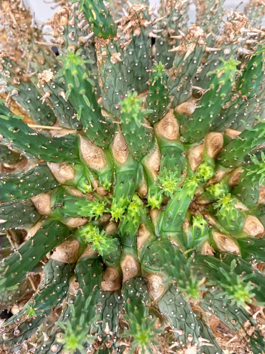 2392 「多肉植物」ユーフォルビア フスカXL 植え【発根確認済み・塊根植物・Euphorbia fusca・蛮蛇頭】の画像5