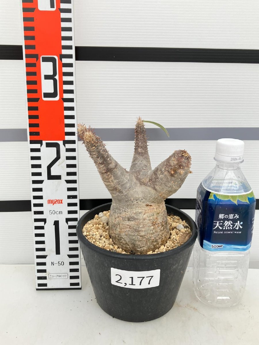 2177 「塊根植物」パキポディウム カクチペス 植え【発根未確認・多肉植物・マダガスカル・cactipes】の画像5