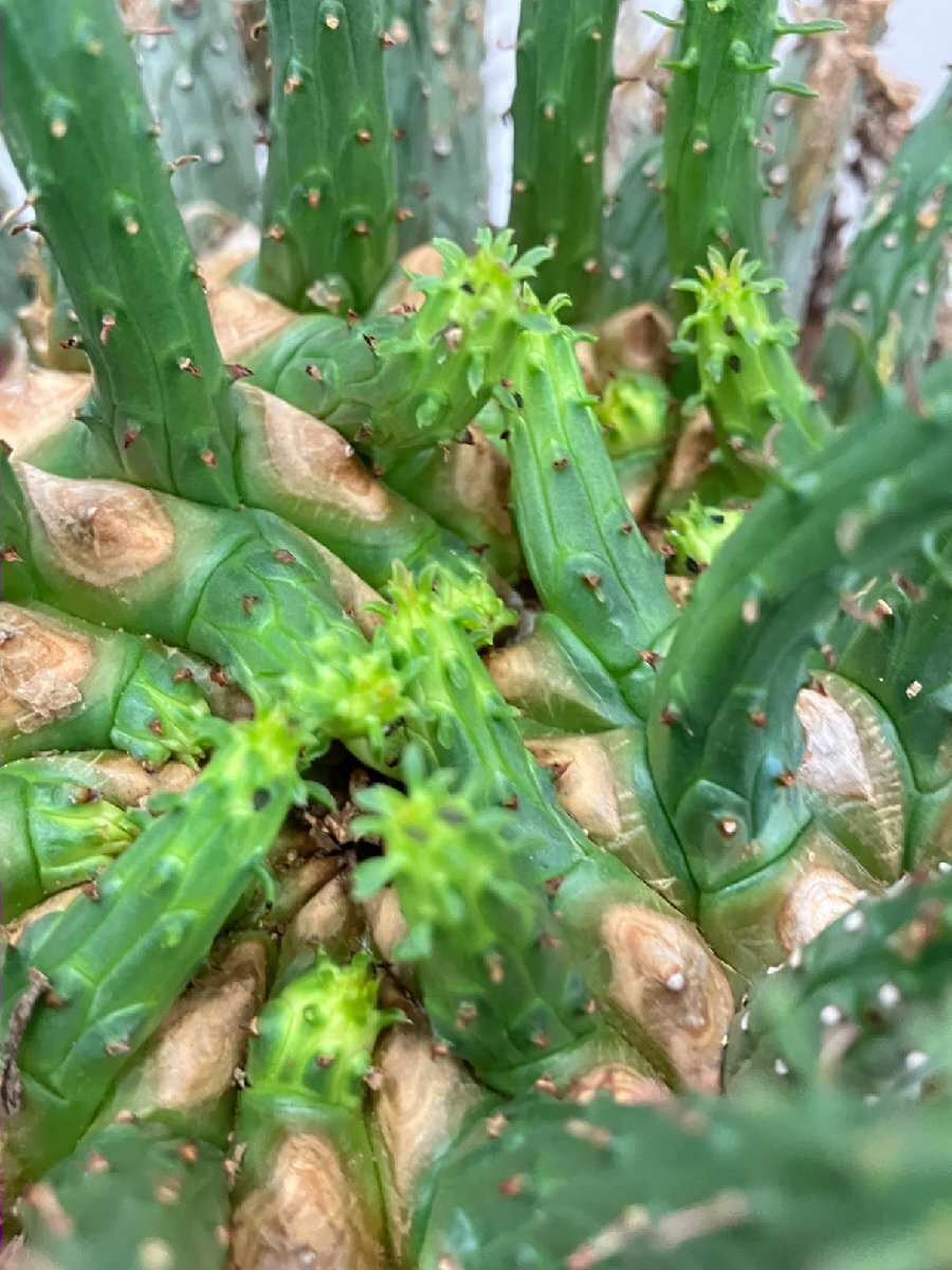 2392 「多肉植物」ユーフォルビア フスカXL 植え【発根確認済み・塊根植物・Euphorbia fusca・蛮蛇頭】の画像1