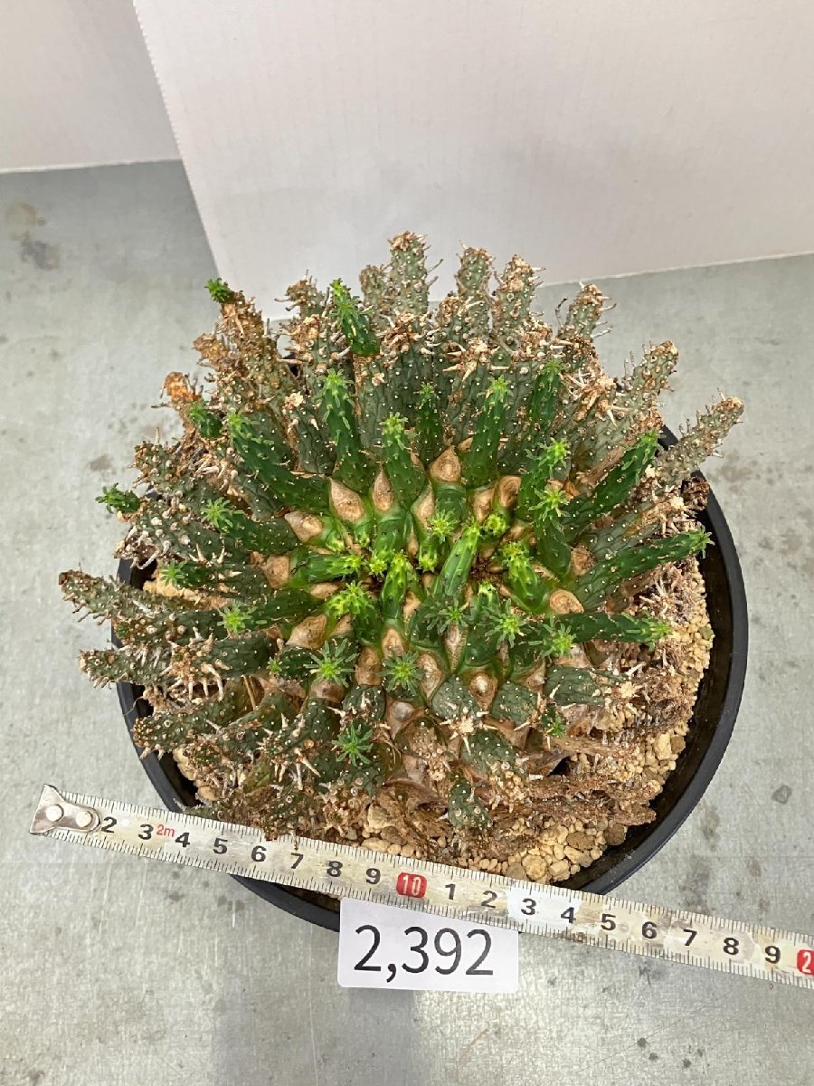 2392 「多肉植物」ユーフォルビア フスカXL 植え【発根確認済み・塊根植物・Euphorbia fusca・蛮蛇頭】の画像4