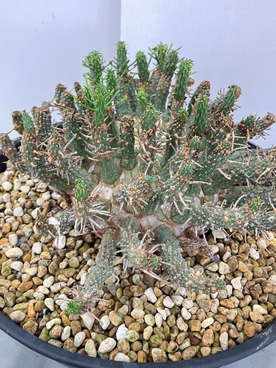 2391 「多肉植物」ユーフォルビア フスカXL 植え【発根確認済み・塊根植物・Euphorbia fusca・蛮蛇頭】の画像9