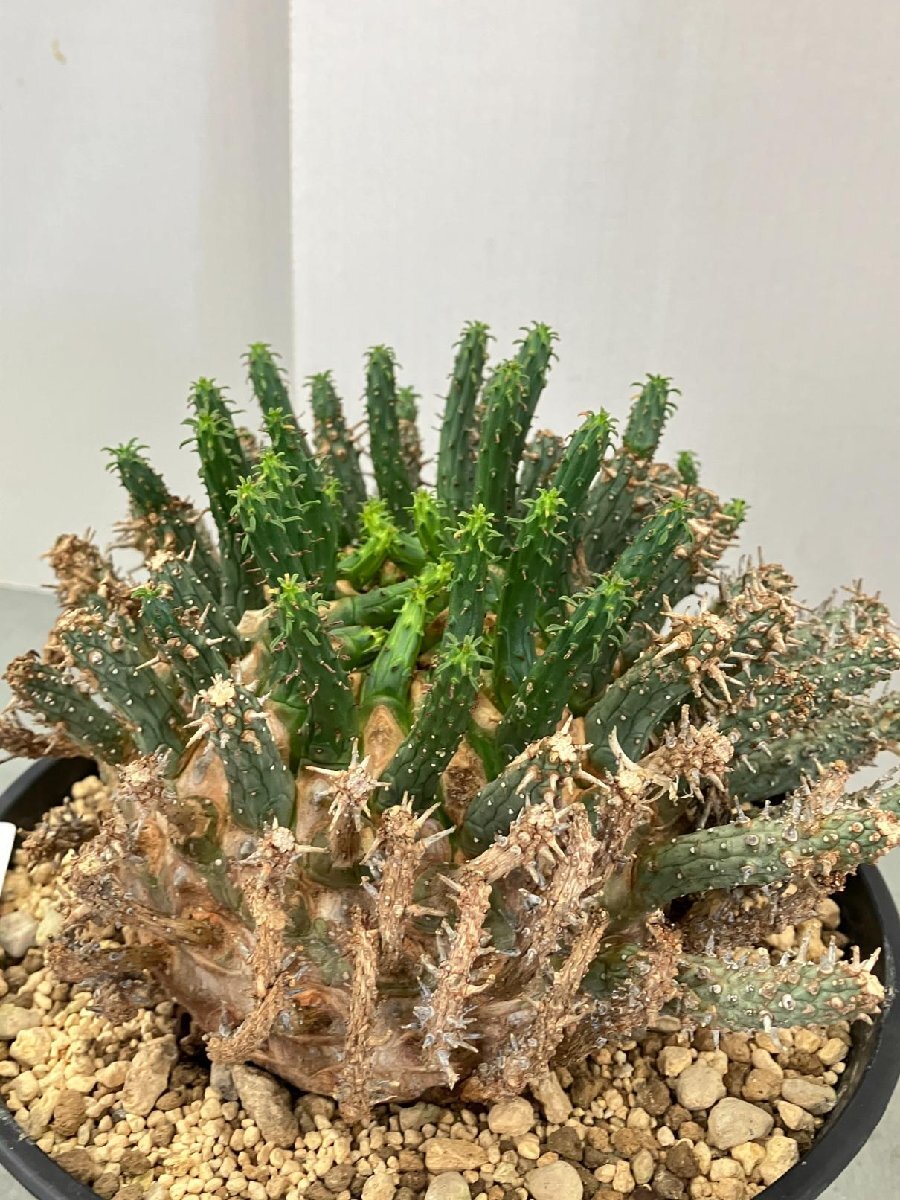 2392 「多肉植物」ユーフォルビア フスカXL 植え【発根確認済み・塊根植物・Euphorbia fusca・蛮蛇頭】の画像7