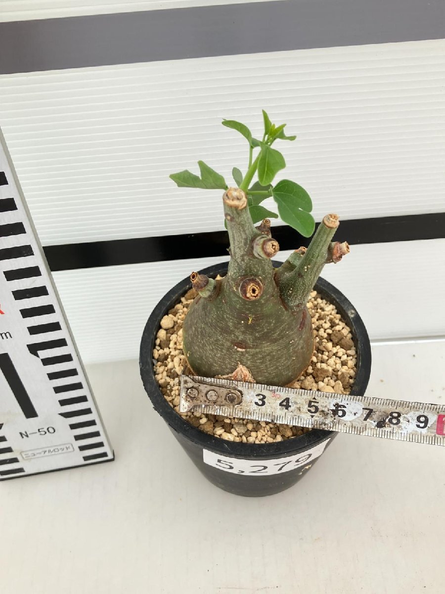 5279 「塊根植物」アデニア スピノーサ 植え【発根未確認・Adenia spinosa・多肉植物・丸株・美株】の画像8