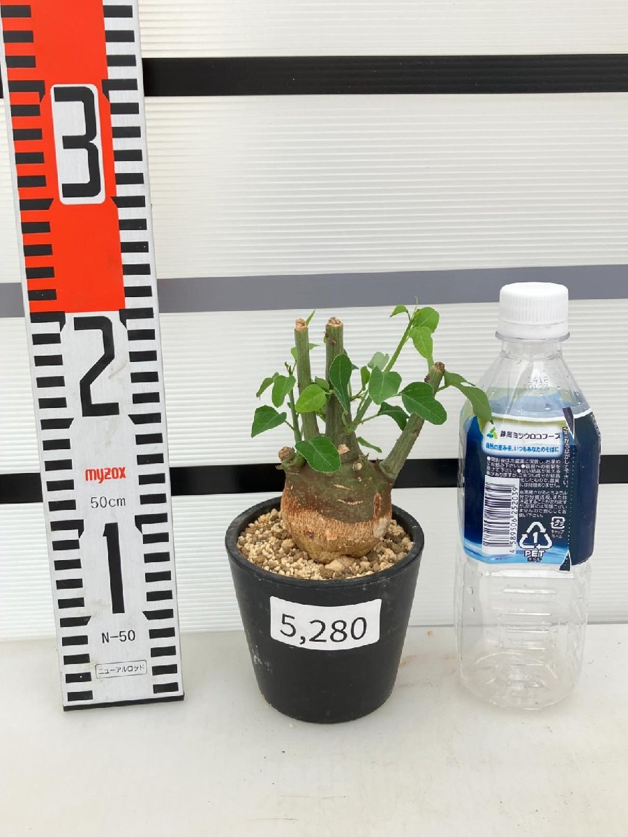 5280 「塊根植物」アデニア スピノーサ 植え【発根未確認・Adenia spinosa・多肉植物・丸株・美株】の画像7
