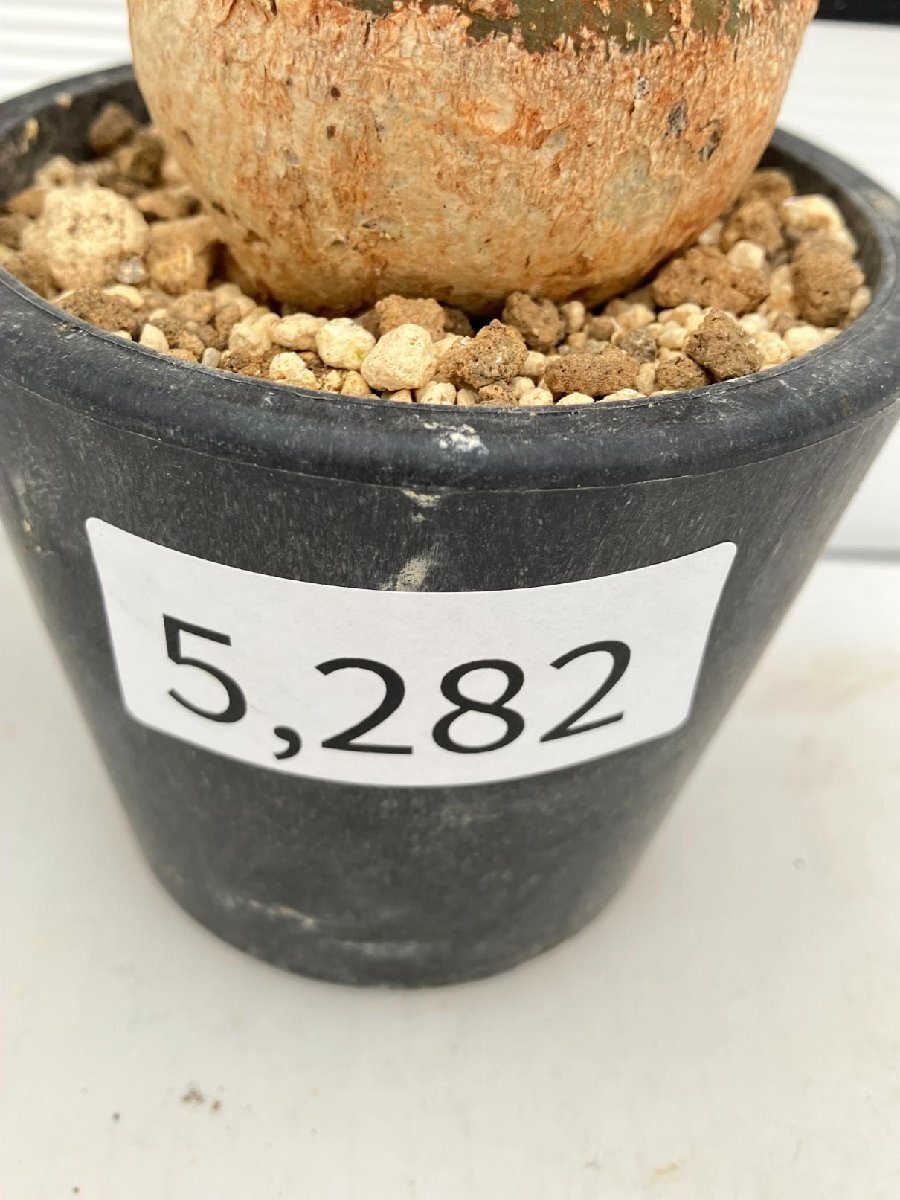5282 「塊根植物」アデニア スピノーサ 植え【発根未確認・Adenia spinosa・多肉植物・丸株・美株】の画像6