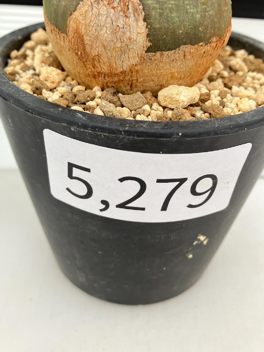 5279 「塊根植物」アデニア スピノーサ 植え【発根未確認・Adenia spinosa・多肉植物・丸株・美株】の画像5
