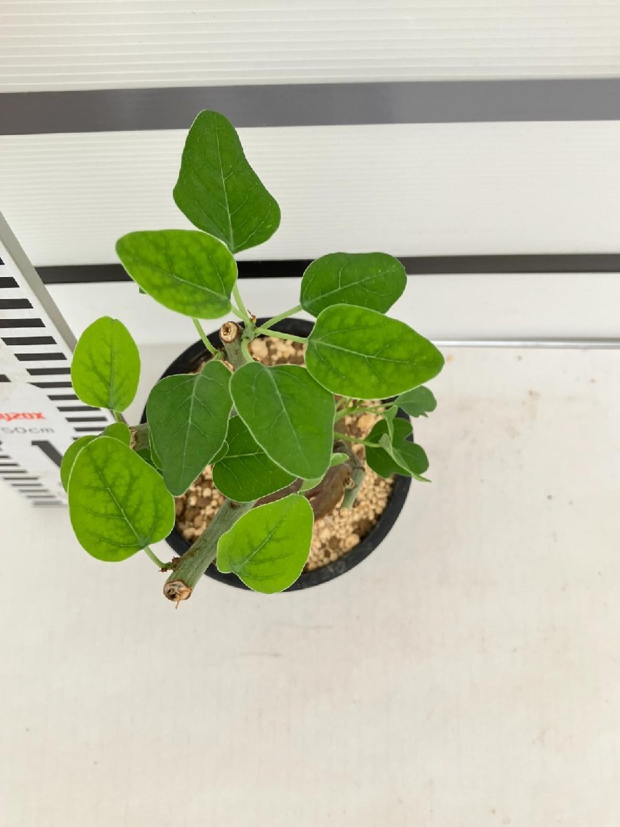 5281 「塊根植物」アデニア スピノーサ 植え【発根未確認・Adenia spinosa・多肉植物・丸株・美株】の画像5