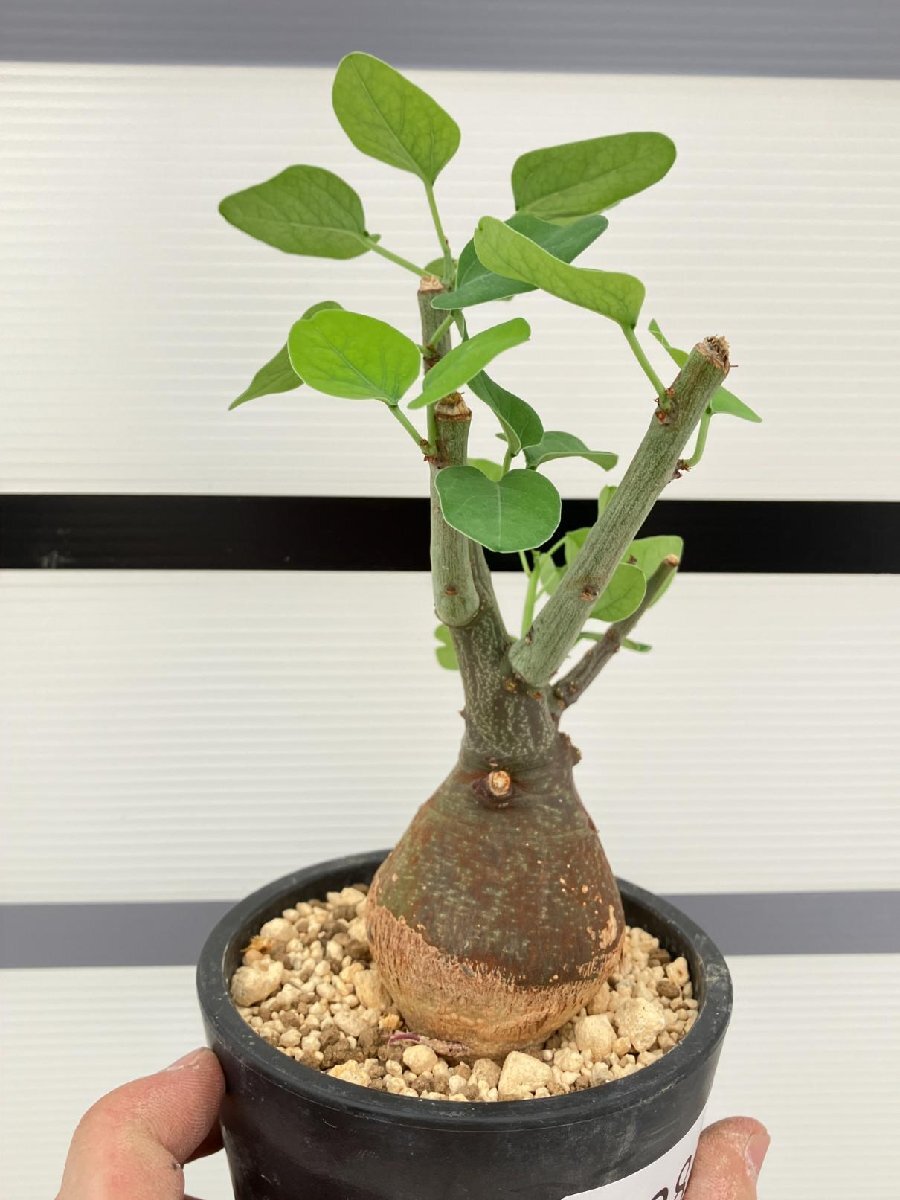 5281 「塊根植物」アデニア スピノーサ 植え【発根未確認・Adenia spinosa・多肉植物・丸株・美株】の画像8